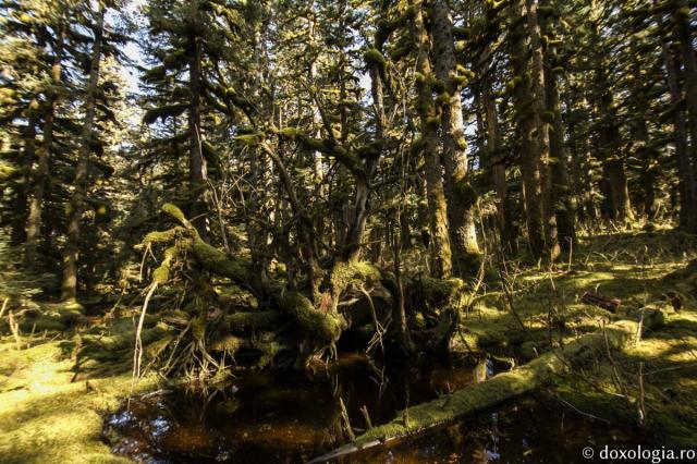 Insula Spruce – locul unde a viețuit Sfântul Gherman de Alaska