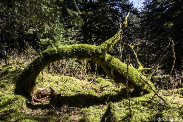 Insula Spruce – locul unde a viețuit Sfântul Gherman de Alaska